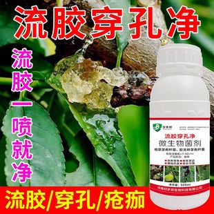 果树流胶病专用病毒柑橘果树溃疡病腐烂流胶穿孔净桃树流胶病专用