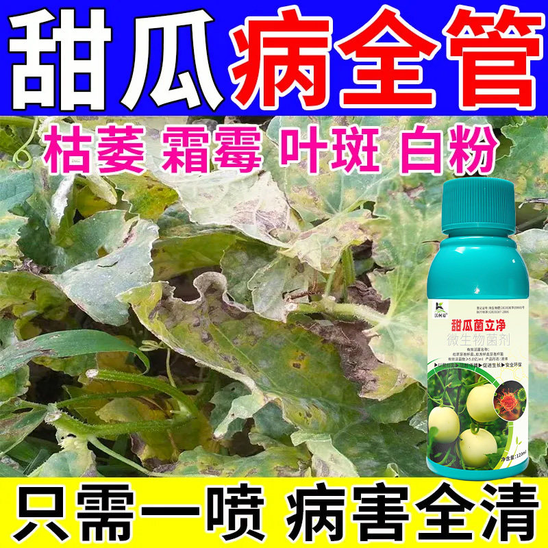 沃柯易甜瓜菌立净防治结合促成长