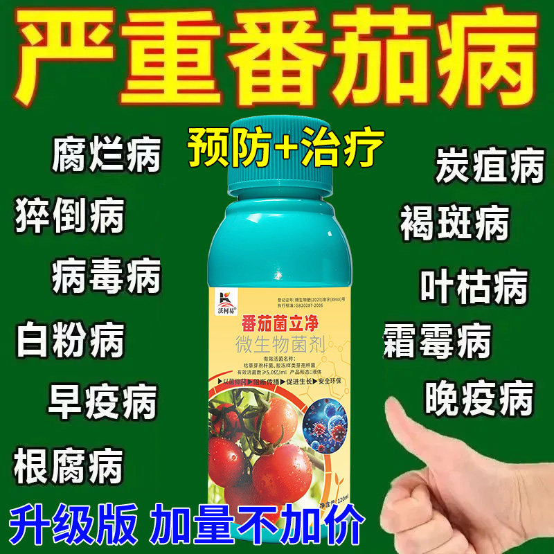 沃柯易番茄菌立净防治结合促成长