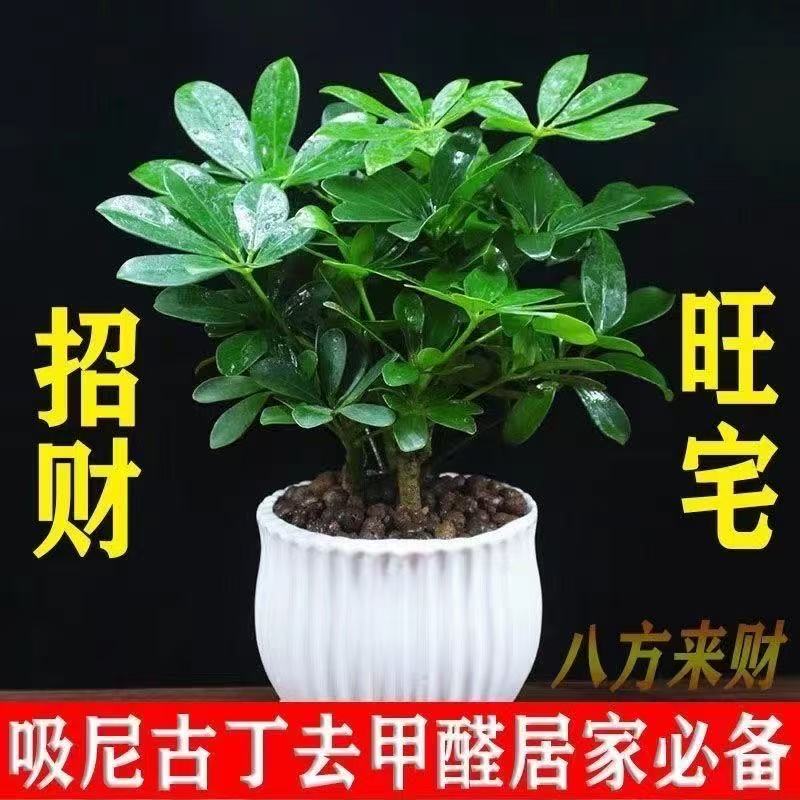 鸭脚木四季常青室内阳台招财盆栽