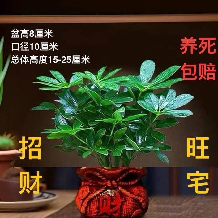 八方来财四季常青室内绿植盆栽桌面招财树净化空气客厅旺宅办公室