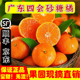 正宗四会砂糖橘新鲜广东沙糖桔子当季蜜柑贡沃橘现摘现发