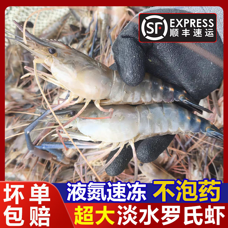 超大罗氏虾沼虾活虾液氮速冻淡水大头虾河虾泰国金钱虾无泡药