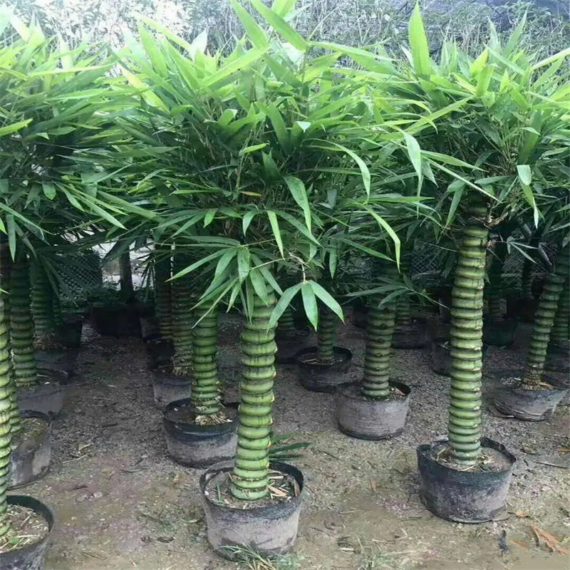 佛肚竹罗汉竹龟甲竹紫竹毛竹大型阳台庭院春夏秋易种四季盆栽室内