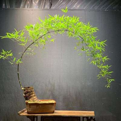 小叶簕竹室内办公室桌面绿植花卉易活好养客厅懒人小盆栽上档次