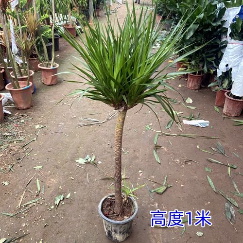 龙须树大型绿植多头龙血树七彩铁千年木盆栽室内发财客Z厅花卉植