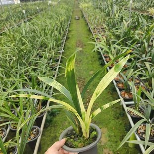 精品兰花苗虎j斑高档艺草镇店之宝绿植 盆栽