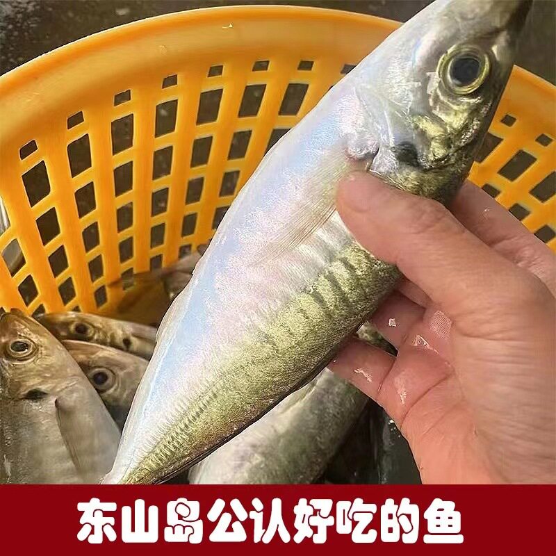 于小二养殖巴浪鱼肉质细腻油脂丰富新鲜海产适合家庭烹饪美味佳肴
