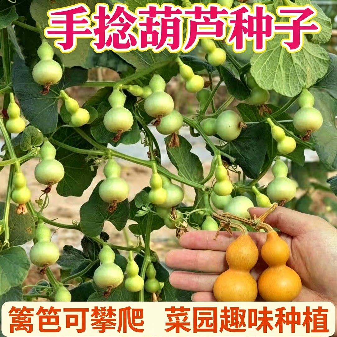 文玩手捻葫芦种子特小种籽美式小葫芦种籽春季四季特色蔬菜种子