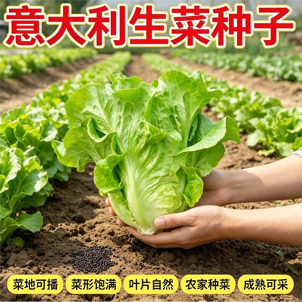 耐抽苔意大利生菜种籽可生吃生菜菜籽家庭菜园栽培阳台盆栽菜种籽