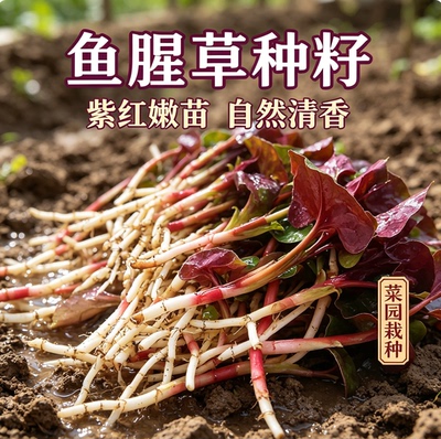 鱼腥草种子四季播种清脆味道浓郁家庭园艺种植籽