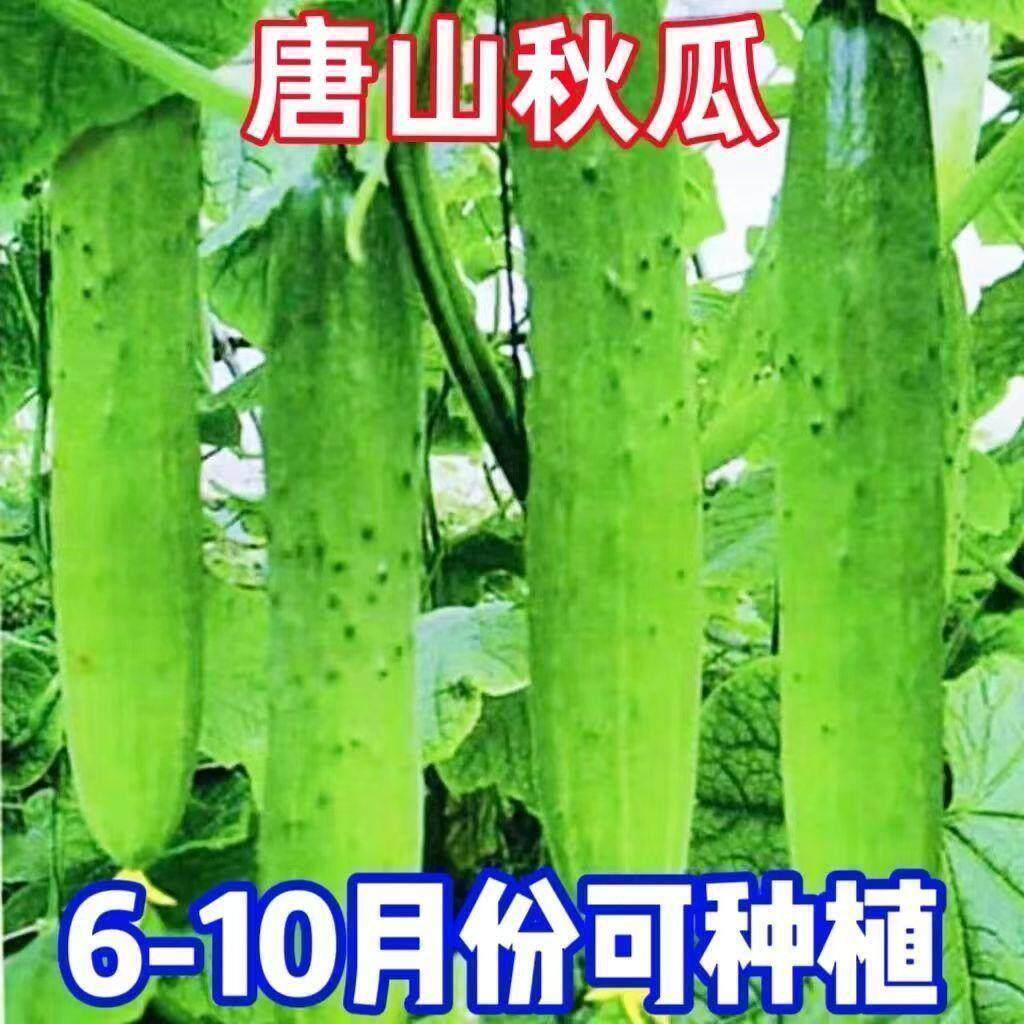唐山秋瓜秋黄瓜高产水果黄瓜阳台盆栽春季秋季蔬菜