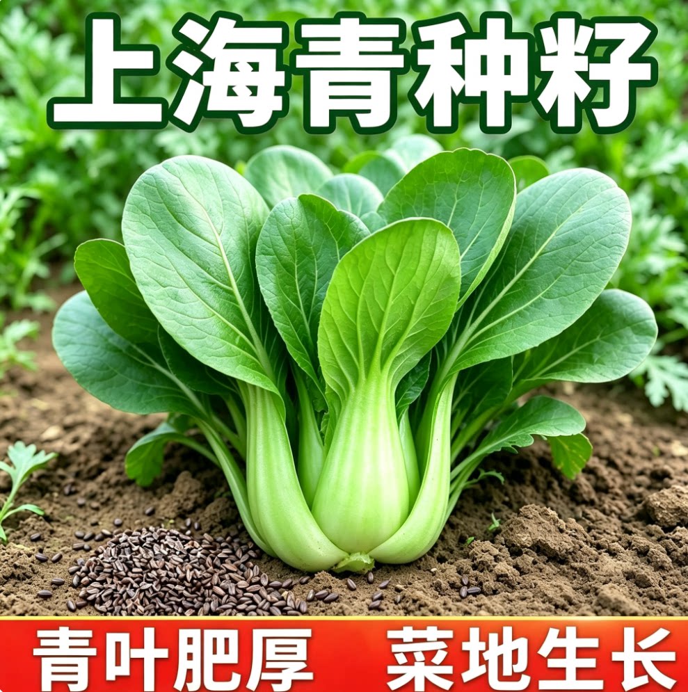 正宗上海青种子小青菜四季油菜籽种蔬菜种籽孑南方全矮脚黑叶苏州图片