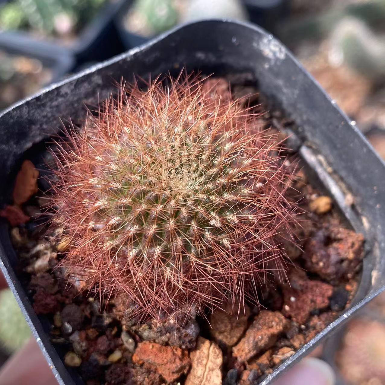 红刺百丝巢仙人球实生稀有品种开花仙人掌多肉植物盆栽桌面防辐射