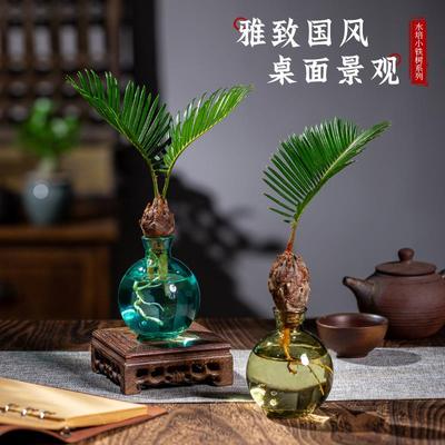 轻奢水培植物铁树小盆栽办公室桌面茶几一帆风顺摆件情绪解压绿植