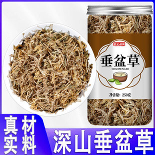 垂盆草中药材正品官方旗舰店新鲜野生干货药用正宗茶的功效与作用
