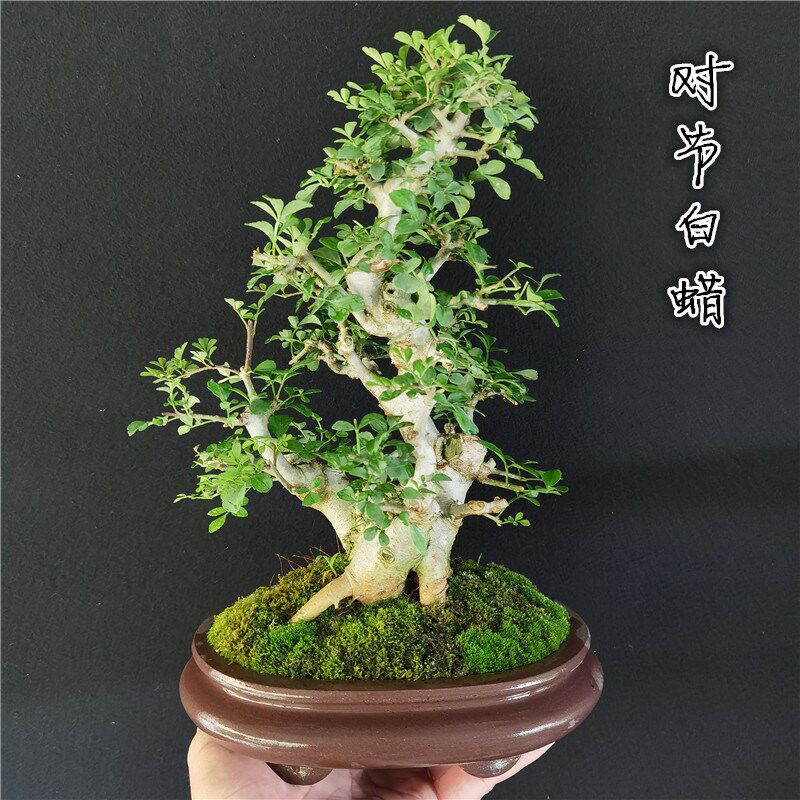 精品对节白蜡茶台小老桩盆景一物一拍微型掌中宝对接绿植盆栽