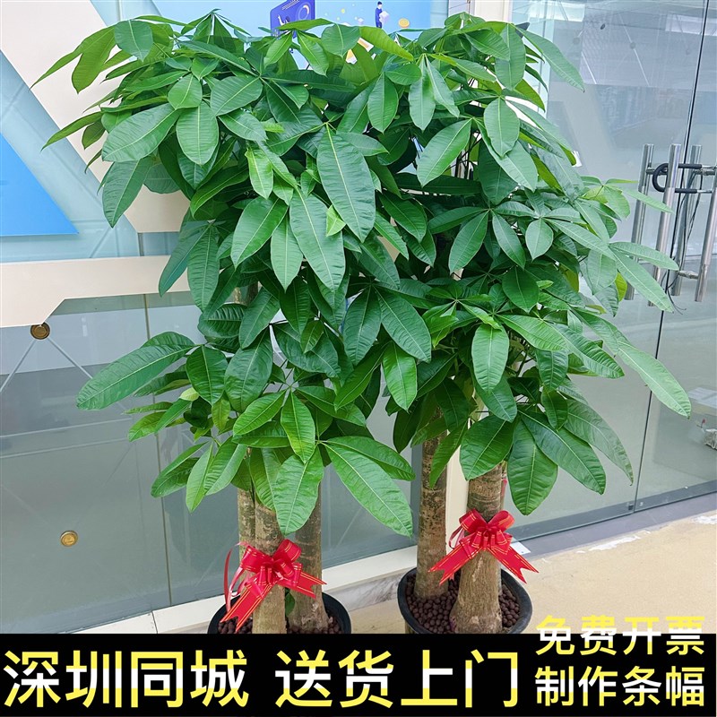 深圳发财树办公室客厅开业乔迁送礼大型盆栽招财树同城送货上门