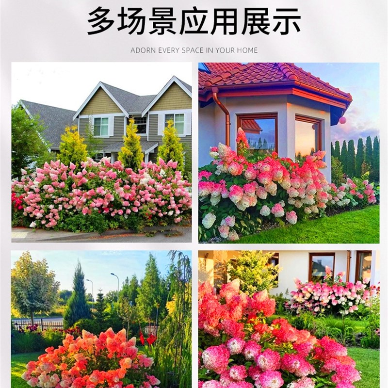 圆锥绣球香草草莓石灰灯北极熊夏日美人绣球花苗耐寒耐晒盆栽植物