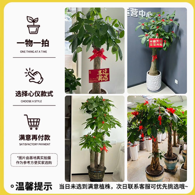 发财树盆栽室内摆客厅大型招财树2024新款绿植办公室乔迁开业植物