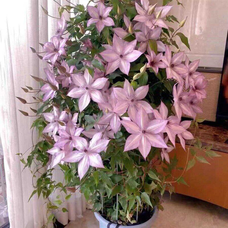 铁线莲大苗盆栽藤本爬藤植物花卉重瓣倒影乌托邦庭院耐寒适合新手