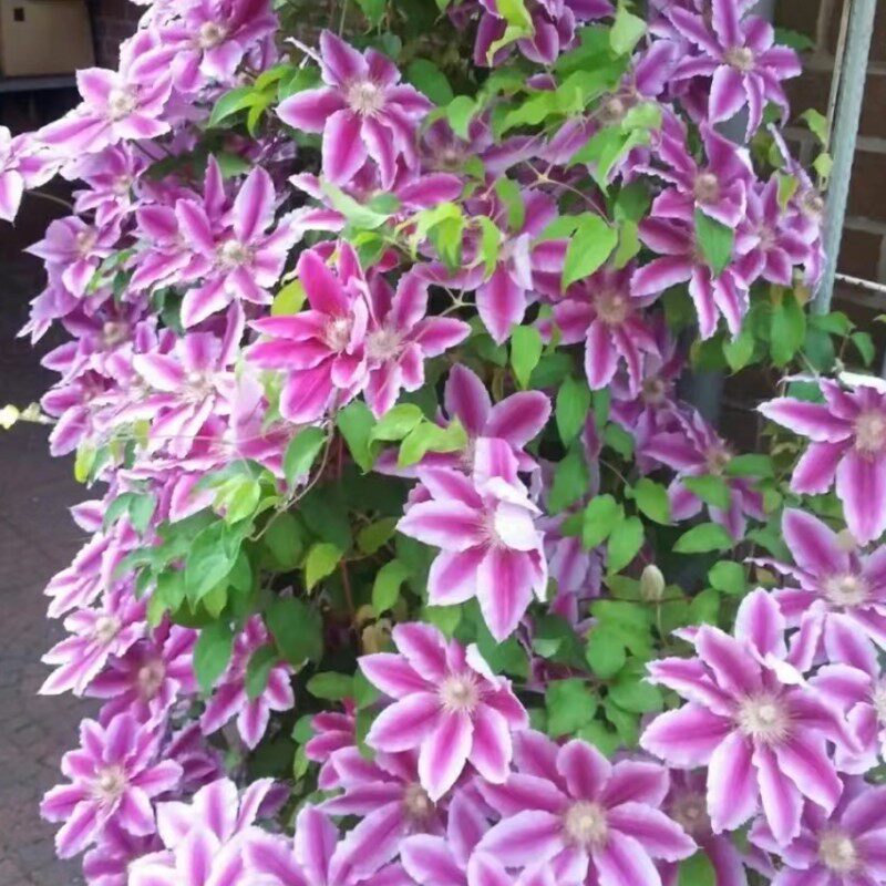 【1加仑】铁线莲大苗爬藤植物盆地栽乌托邦魔法喷泉藤本带花苞卉