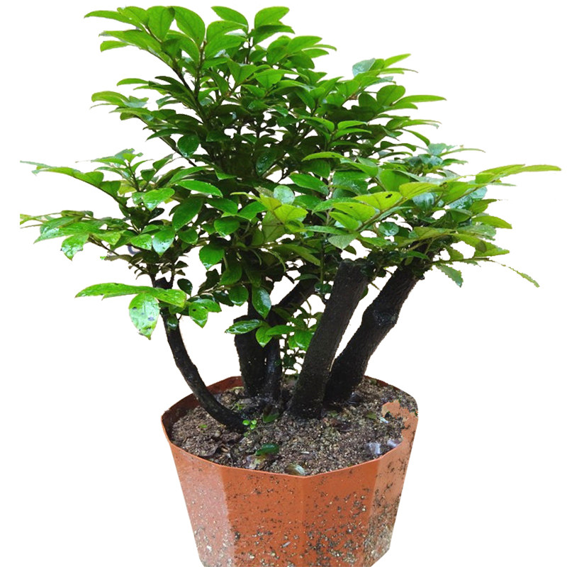 名贵紫檀盆栽四季常青客厅绿植花卉阳台室内小叶紫檀盆景树桩树苗
