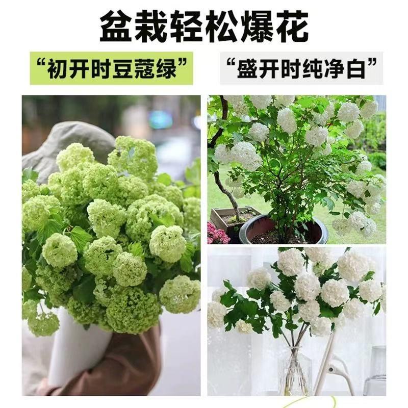 欧洲木绣球树苗大苗玫瑰独杆棒棒糖中华木绣球斗球耐寒花卉绣球苗图片