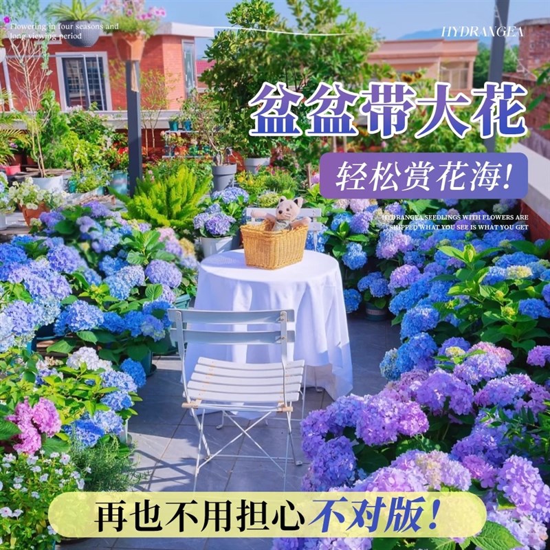 绣球花盆栽带花老桩无尽夏花苗循环开 花室内庭院阳台鲜花卉