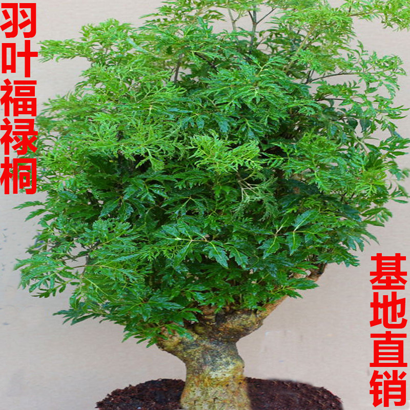 羽叶福禄桐盆景树桩室内客厅招财花卉绿植发财树四季常青净化空气
