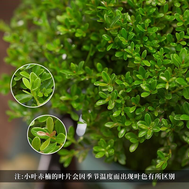 小叶赤楠盆景摆件 室内绿植花卉盆栽老桩客厅办公室桌面好养植物