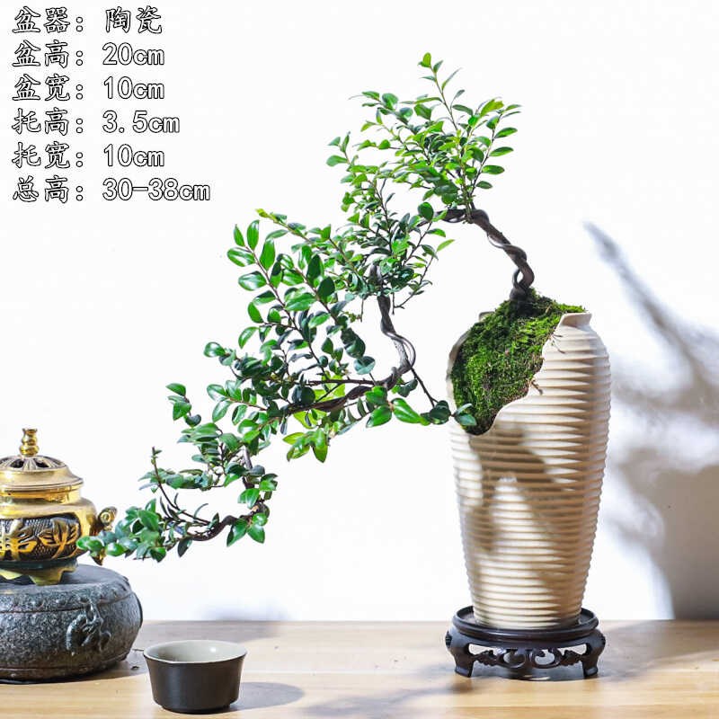 悬崖式小叶紫檀黑骨茶盆景飘枝造型盆栽室内中式茶室阳台送礼绿植