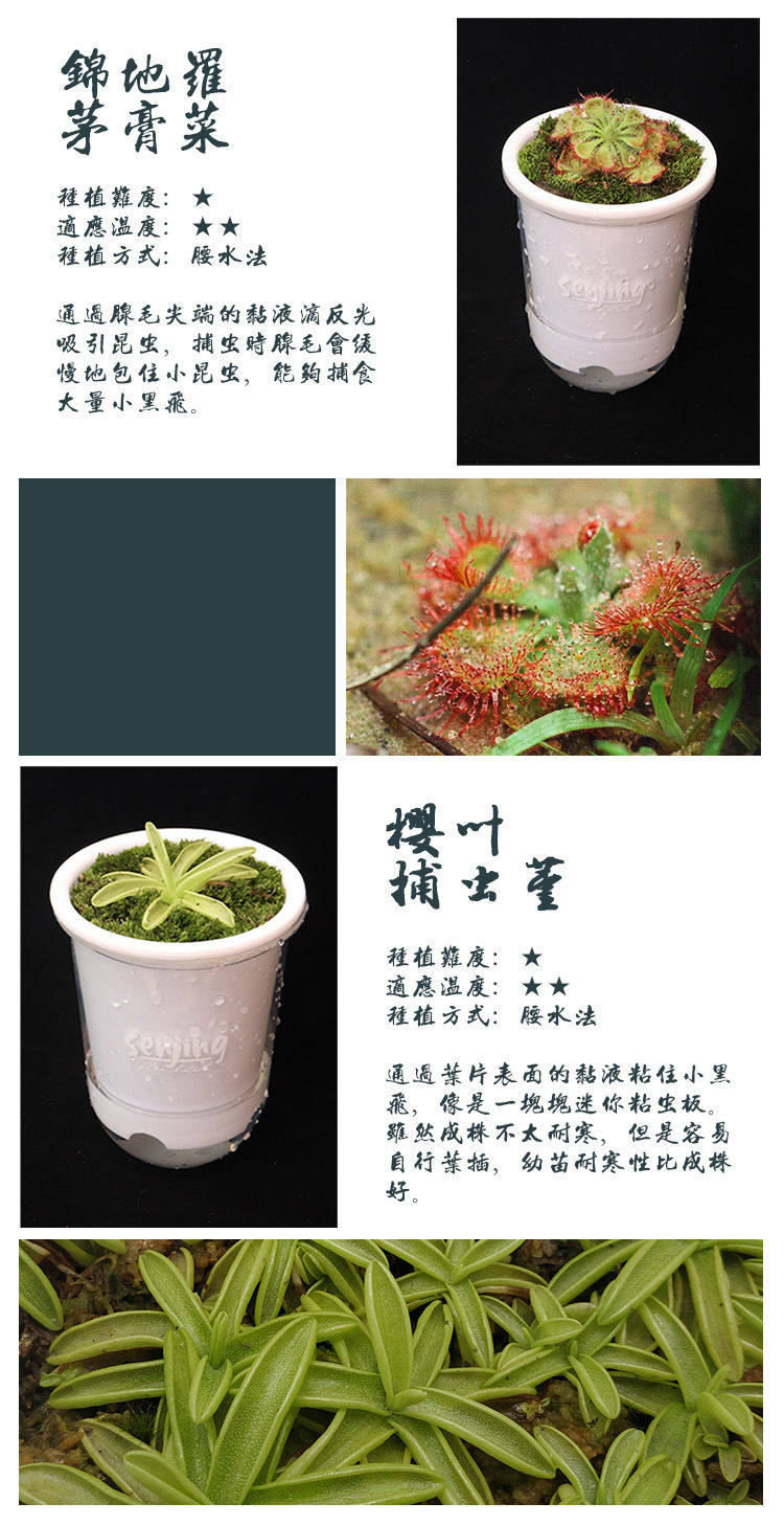 товар из китая 【-10℃以上可发货】食虫植物新手入门套餐捕蝇草茅膏菜瓶子草