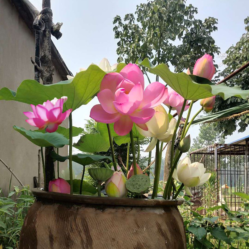 荷花种根苗大型观赏荷花苗水培碗莲根茎睡莲花卉池塘水生莲藕苗种