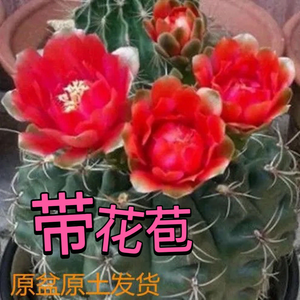 会开花的仙人球绯花玉办公室内桌面盆栽防辐射多肉植物开花仙