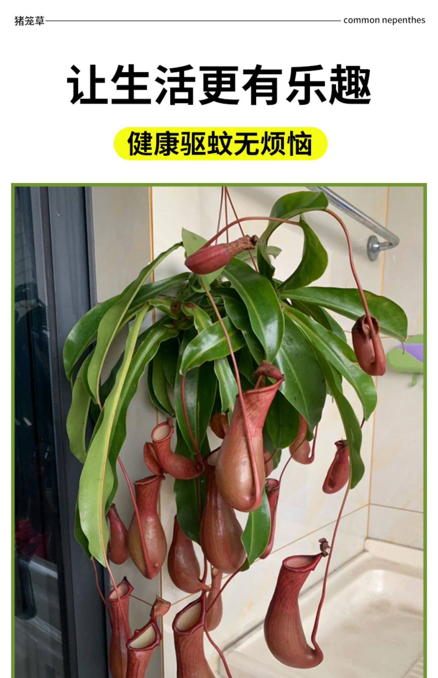 товар из китая 猪笼草盆栽捕蝇草食虫草食人花驱蚊虫超大猪笼草四季绿植趣味