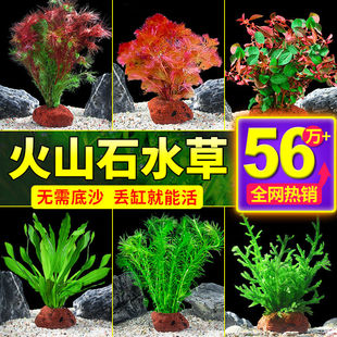 水草植物专用鱼缸造景摆件水培植物蜈蚣增氧火山石全套小鱼缸