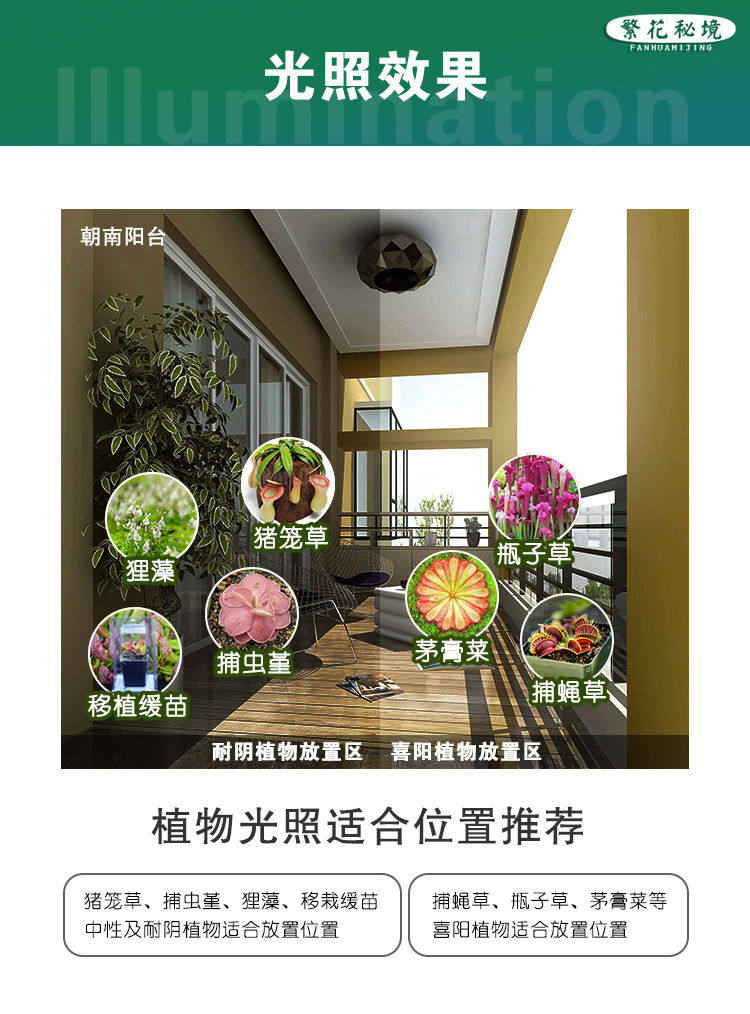 товар из китая 茅膏菜迷你桌面盆栽超大捕蝇草绿植耐阴食人花驱蚊草粘虫子蚊子