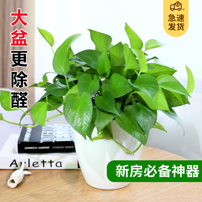 大盆绿萝盆栽水培植物室内净化空气绿植桌面四季常青好养花卉