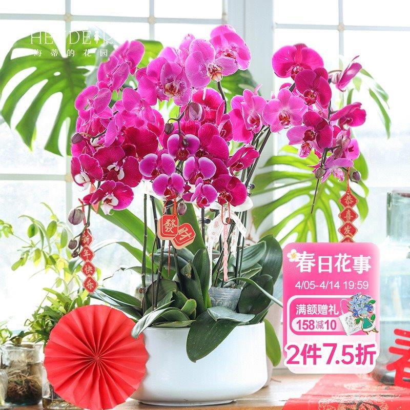 海蒂的花园蝴蝶兰盆栽带花苞大年宵兰花苗白纱宝贝金蝶胡室内