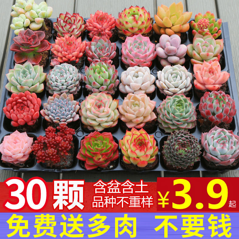 多肉植物大颗好养实惠套餐绿植组合室内外花卉小盆栽含盆土可批发