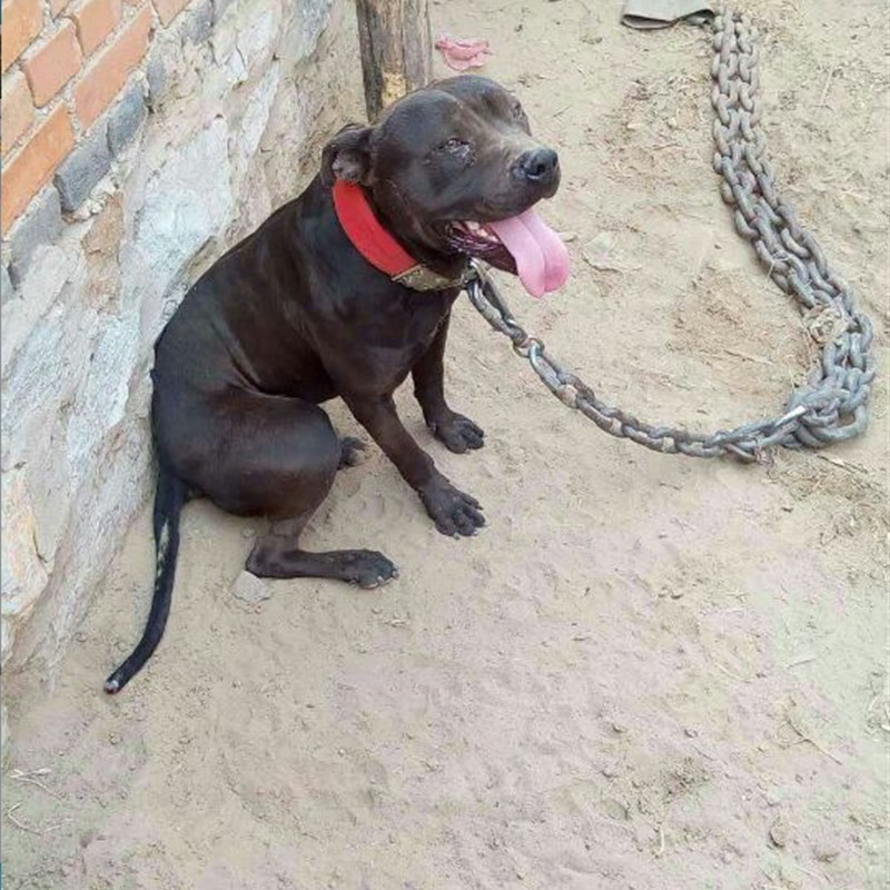 比特犬负重拖重铁链猛犬拖大粗链子猛犬拖重拴狗训练用品装备包邮