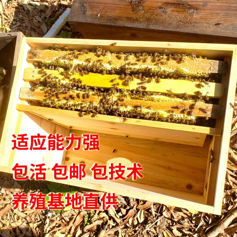 京东果农专链中蜂蜂群带王蜜蜂蜂群带子脾阿坝中蜂带蜂箱中华土蜂