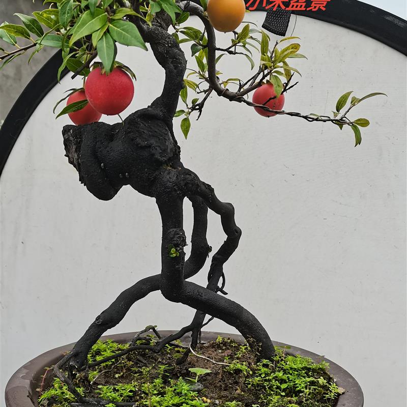 金弹子老桩盆景 金弹子茶台小品。原生母树 带果 一物一拍 母桩