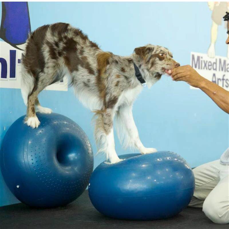 犬狗专用健身DONUT甜甜圈球复健康复训练核心肌肉萎缩后肢力量