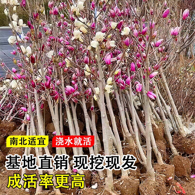 玉兰花树苗红白黄紫带花苞四季种植易活冬季耐寒花卉绿植庭院大树