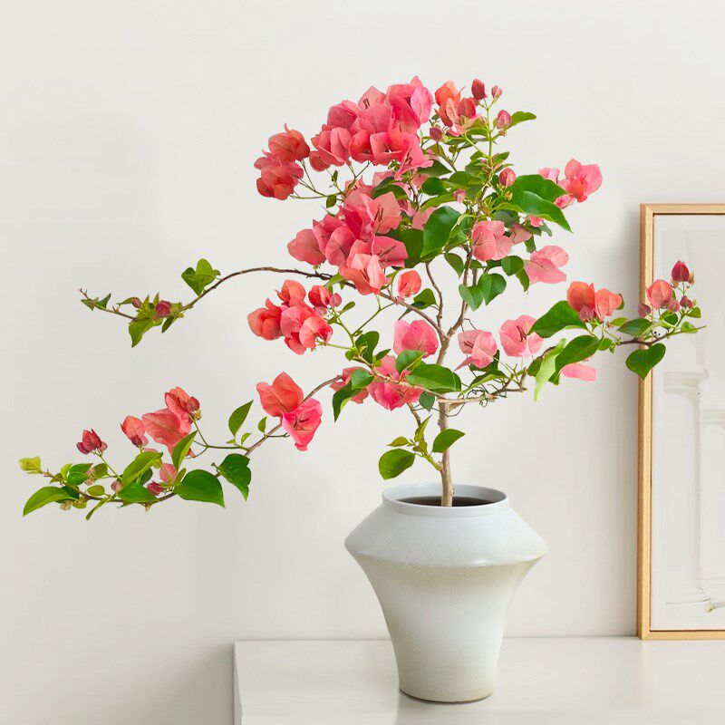 三角梅盆栽带花室内客厅绿植桌面植物重瓣四季开花绿樱盆景老桩小