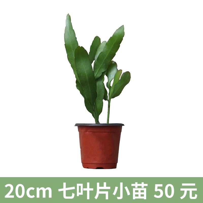 美国小叶昙花苗盆栽进口细叶大叶印尼白色爬藤垂吊室内外植物香味