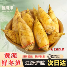 浙江临安发货新鲜冬笋大竹笋鲜笋蔬菜野生冬笋新鲜现挖5斤鲜竹笋