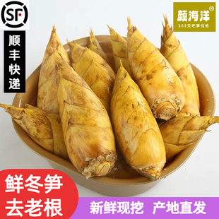 【现挖现卖】浙江临安发货新鲜冬笋大楠竹鲜笋蔬菜火锅食材3斤/起